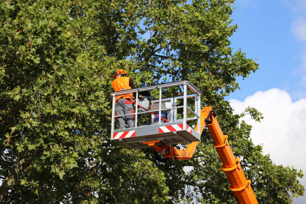 Tree Branch Trimming in Fairfield Bay, AR